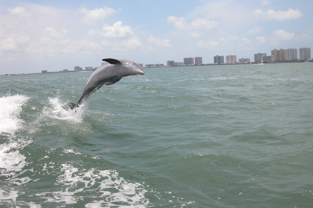 Clearwater,Florida banner