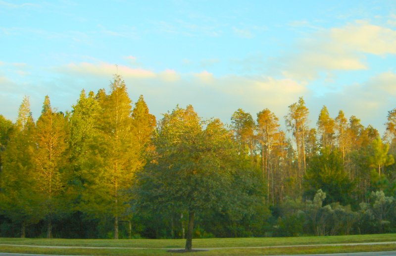 Wesley Chapel,Florida banner