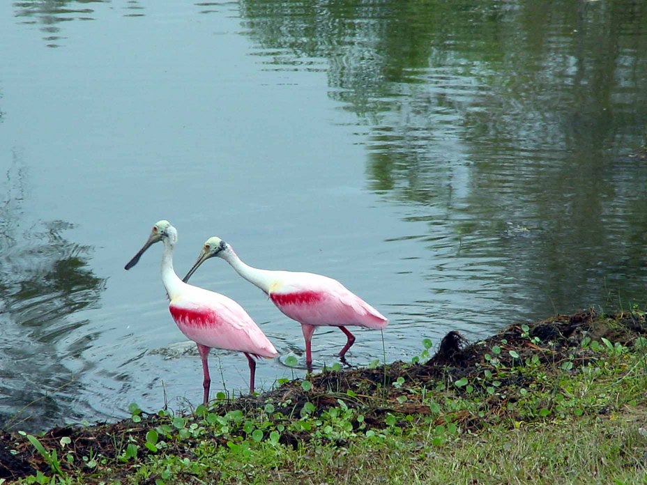 Estero,Florida banner