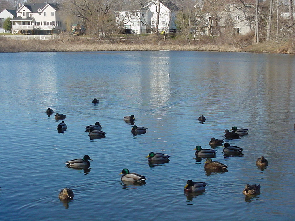 Navesink,New Jersey banner