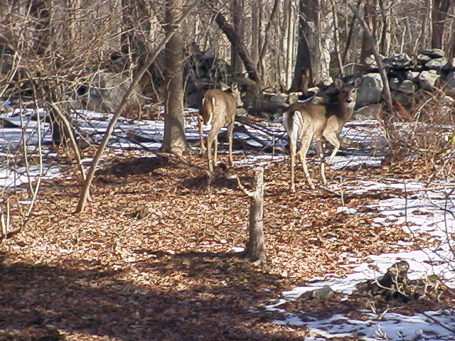 Pound Ridge,New York banner