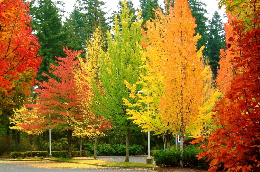 Lake Oswego,Oregon banner