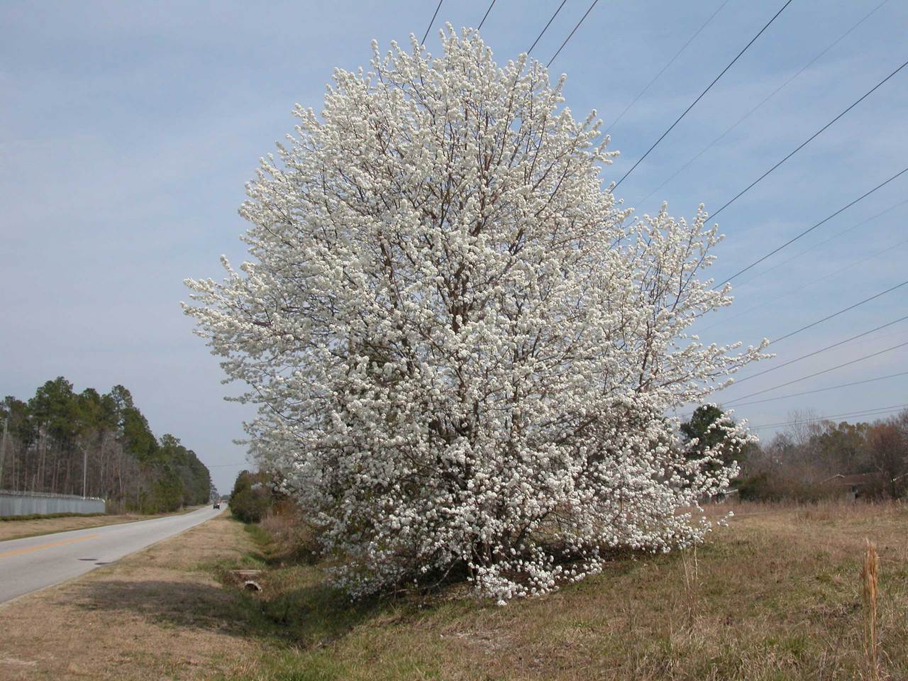 Goose Creek,South Carolina banner