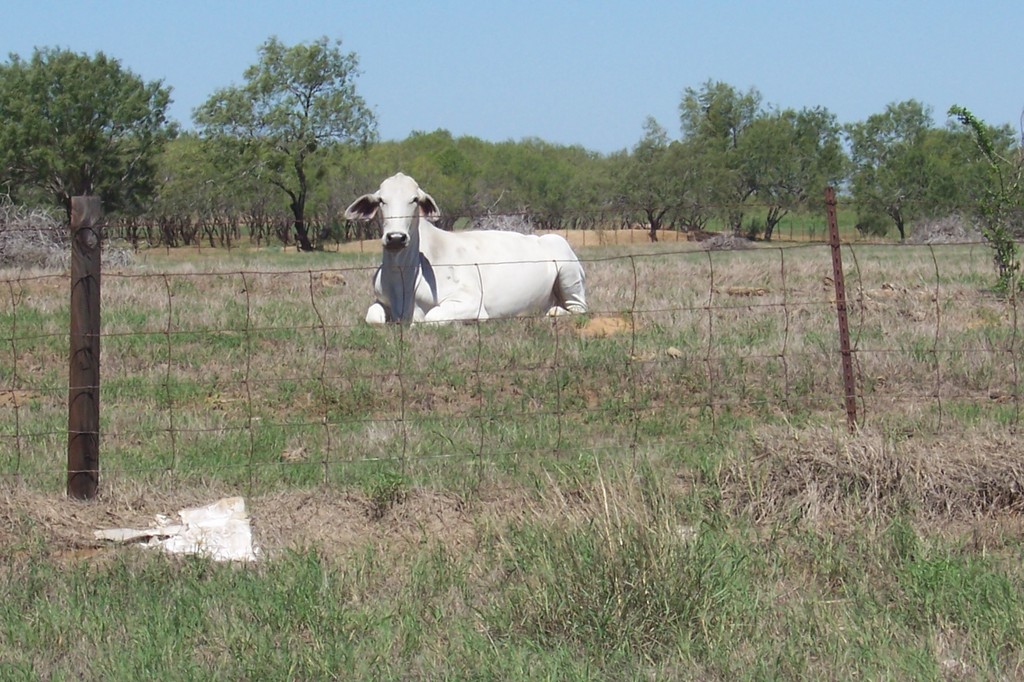 Poteet,Texas banner