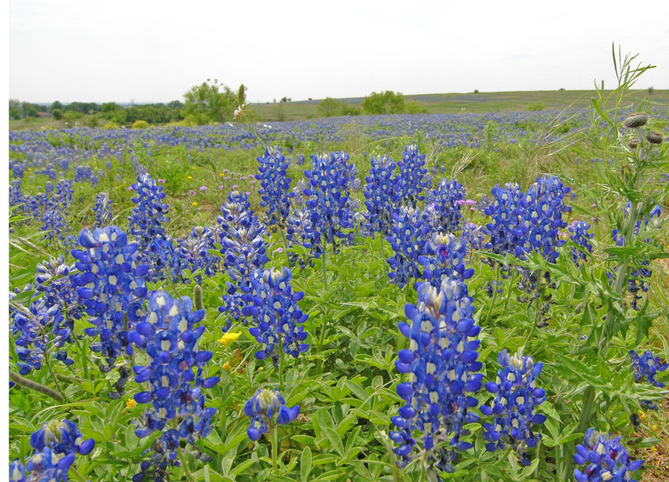 Georgetown,Texas banner